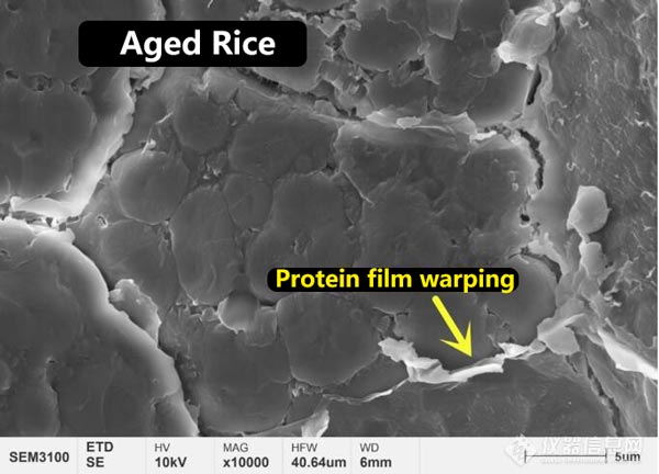 Abbildung 3 Mikrostrukturmorphologie des Proteinfilms auf der Oberfläche von neuem und gealtertem Reis