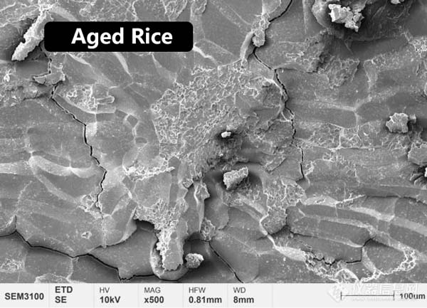 Abbildung 2 Mikrostrukturmorphologie des zentralen Endosperms von neuem und gealtertem Reis