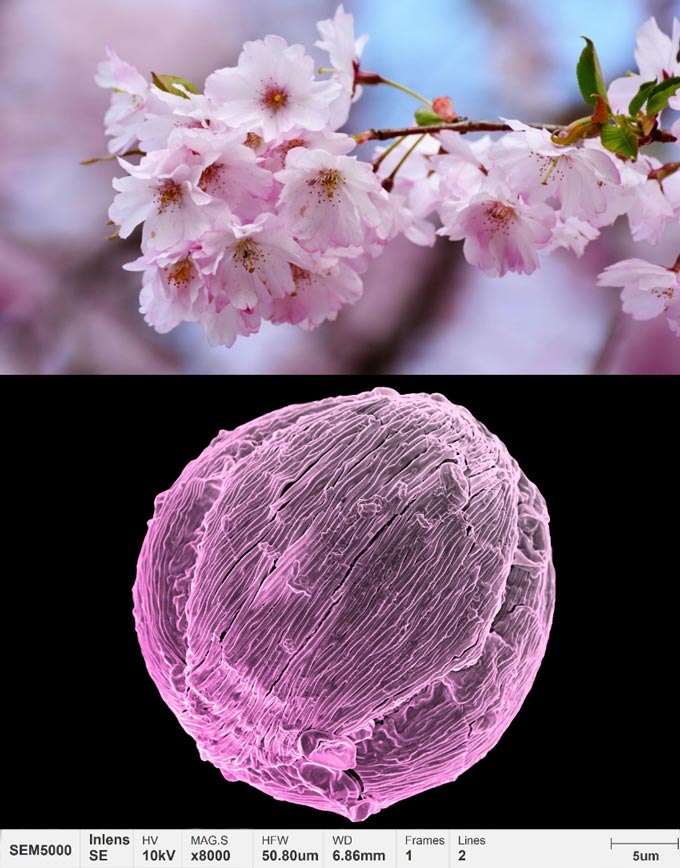Anwendungen-Pollen-Mikromorphologie-Kirschblüte