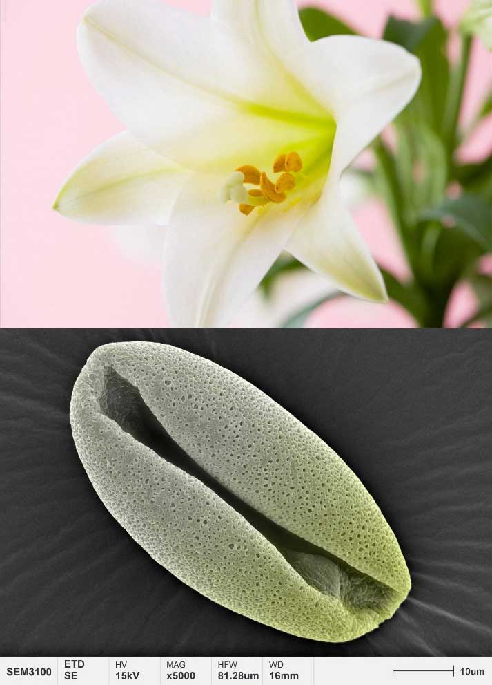 Anwendungen-Pollen-Mikromorphologie-Lilie