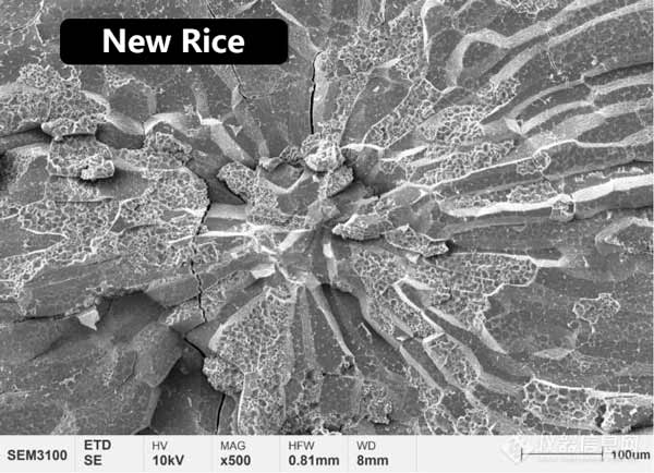 Abbildung 2 Mikrostrukturmorphologie des zentralen Endosperms von neuem und gealtertem Reis