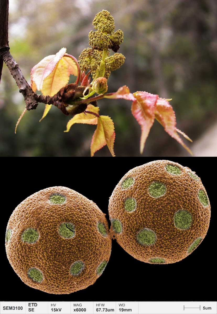 Anwendungen-Pollen-Mikromorphologie-Formosan-Gummi