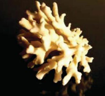 application-study-of-corals-sample.jpg