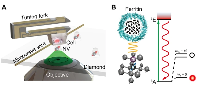 Anwendungen-nvcenter-cell-Forschung-Ferritin-Zelle