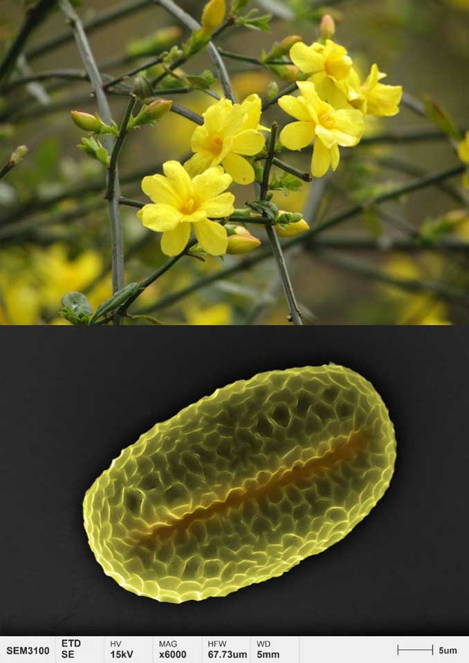 Anwendungen-Pollen-Mikromorphologie-Winterjasmin