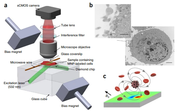 Anwendungen-nvcenter-Zellforschung-immunmagnetische-Zelle