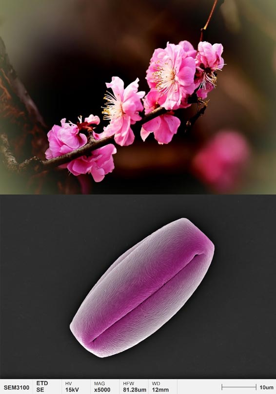 Anwendungen-Pollen-Mikromorphologie-Pflaumenblüte