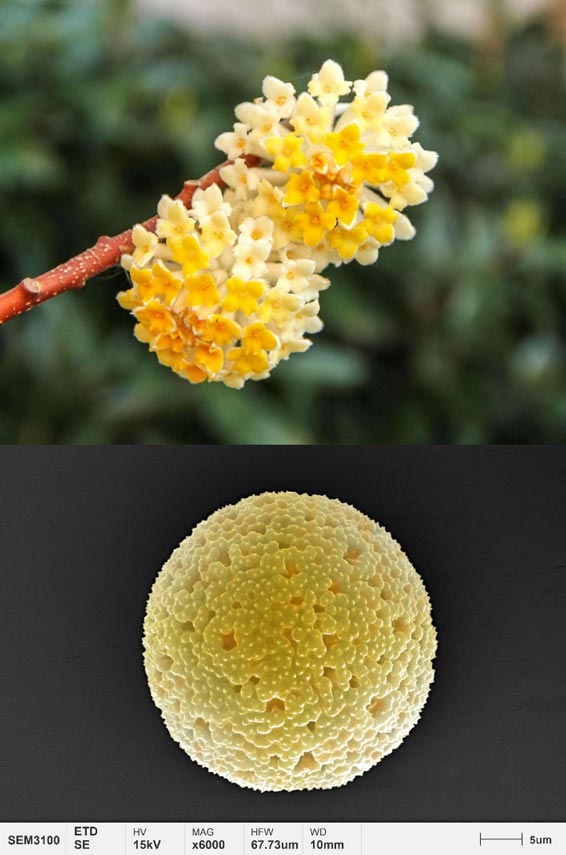 Anwendungen-Pollen-Mikromorphologie-Papierstrauch