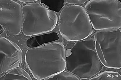 sem image analysis Polymer film