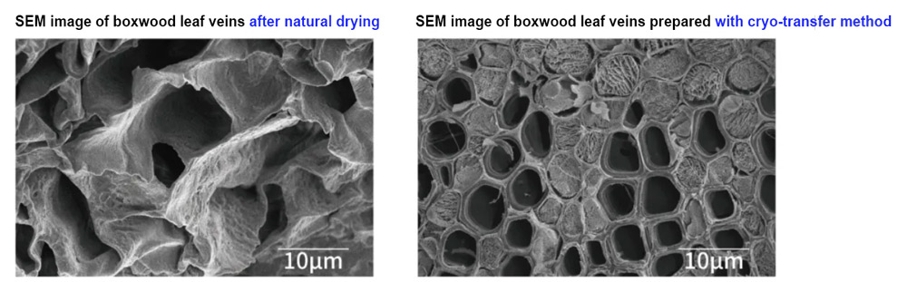 Cryo-prepared boxwood leaf showing intact vein structures, while the untreated sample exhibits severe shrinkage.