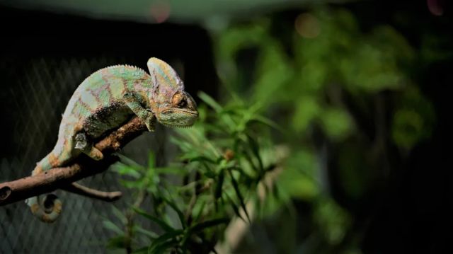 Die Wissenschaft hinter der Farbveränderung bei Eidechsen: Erkenntnisse aus dem Feldemissions-Rasterelektronenmikroskop von CIQTEK