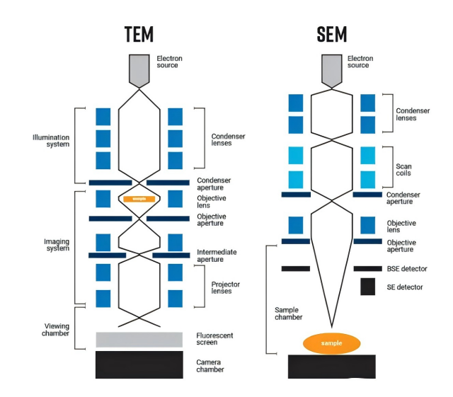 Die Unterschiede zwischen Rasterelektronenmikroskop (REM) und Transmissionselektronenmikroskop (TEM)